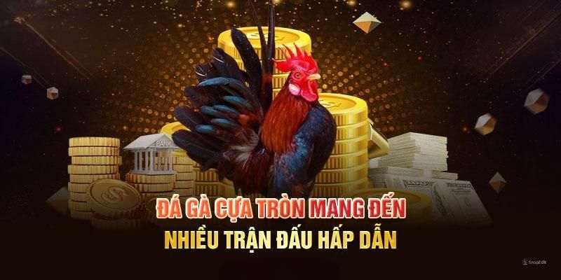 Đá gà cựa tròn mang lại nhiều màn tranh tài cuốn hút 